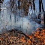 Forest fires ravage 19 states in Mexico